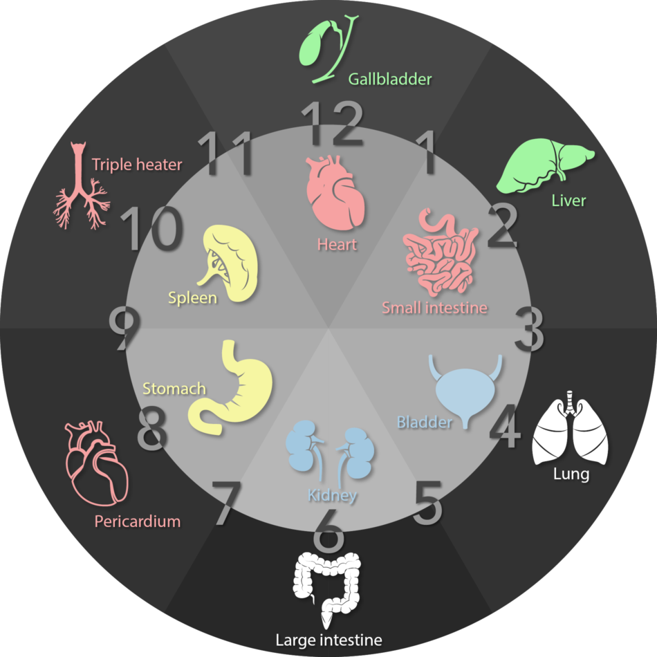 Szervóra – A kínai orvoslás testiórája: kétóránként aktív szerv